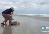 New England Aquarium Releases 14 Sea Turtles After Rehabilitation