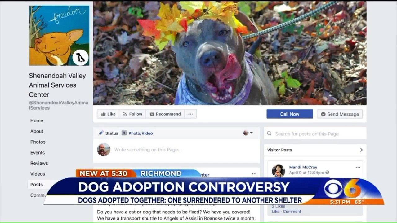 Recently Adopted Dog Duo Split Apart When Blind Dachshund Abandoned