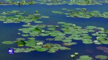 Florecen plantas acuáticas en Lago Bosten, China