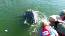 Madre y cría de ballena de aleta decoran Golfo de California