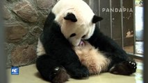 Osos panda gemelos nacen en suroeste de China