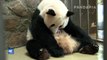 Osos panda gemelos nacen en suroeste de China