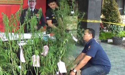 Polisi Sita 37 Tanaman Ganja di Halaman Rumah Warga