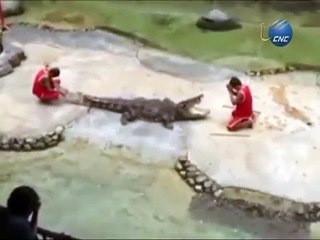 Cocodrilo muerde la cabeza de su entrenador en medio de actuación