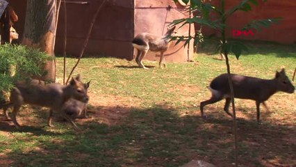 İzmir Doğal Yaşam Parkı'nın Minik Bireylerine İlgi