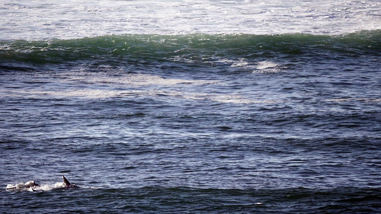 Paddle Boarder Gets Smashed by Dolphin