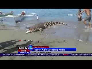 Buaya Sepanjang 4 Meter Berhasil Ditangkap Warga -NET24
