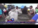 Ikan Sepanjang 2 Meter Terperangkap Jaring Nelayan-NET5