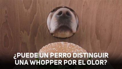 Un perro es protagonista del último spot de Burger King