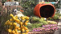 SKE48の岐阜県だって地元ですっ！ 2017年10月18日オンエア「秋のバラまつり！今年のテーマは恋」