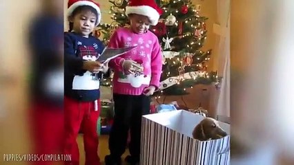 Adorable Puppies Surprise Compilation #57 March 2017