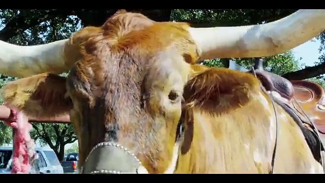 8 Самых Экстремальных Видов Развлечений