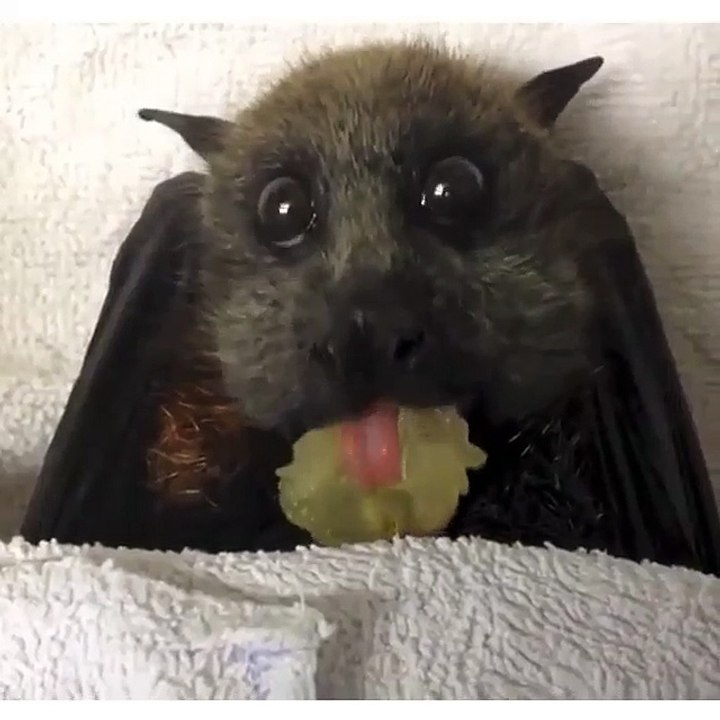 Bruh I never knew fruit bats were so cute