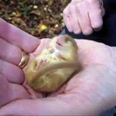 Wtf? Have y’all ever seen a sleeping mole snoring like a human?