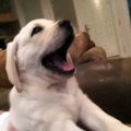 All my years, this be the cutest dog yawning ive ever seen