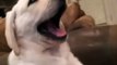 All my years, this be the cutest dog yawning ive ever seen