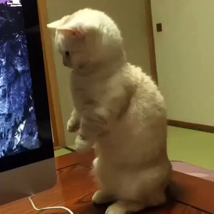 This cat just learn how to use a CD driver.