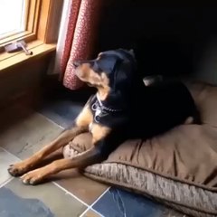 You want so big booty b*tches? Lol dwl lmao