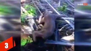 5 Unknown Creatures Caught on Tape
