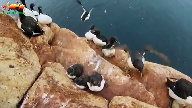 Polar Bear. Cruel Survival Polar Bear 1080/50 Exclusive - Documentary Films 2018 Amazing Animals TV