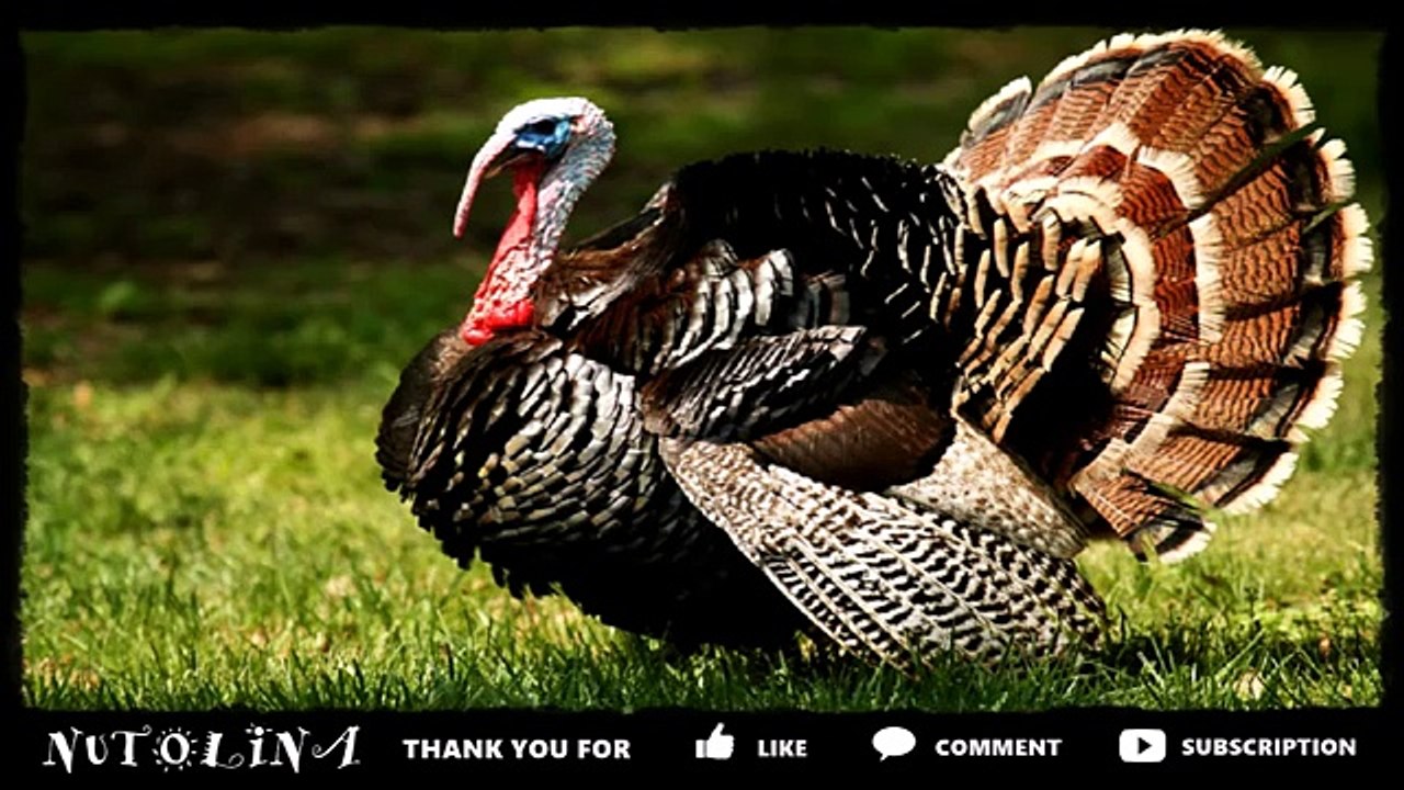 Bruit danimaux de la ferme / Cris danimaux de la ferme pour bébé