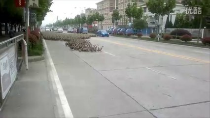5000 canards dans les rues d'une ville en Chine !