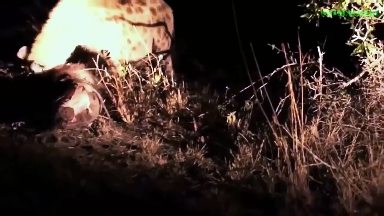 Most Amazing Wild Animal Attacks ,lions, hyenas, leopards, wild boars,