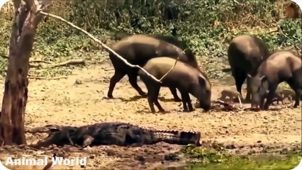 Most Amazing Wild Animal Attacks , Lion vs Warthog, Leopard vs Crocodile vs Giraffe