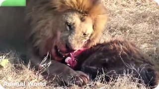 Most Amazing Wild Animal Attacks , Lions stalking Buffalo ,Lion vs Crocodile Real Fight