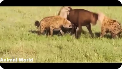 Most Amazing Wild Animal Attacks, Gorilla vs Bear, Lion, Buffalo, Big Baboon, Hyena