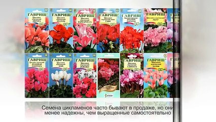 ЦИКЛАМЕН, РАЗМНОЖЕНИЕ делением клубня, цикламен из семян