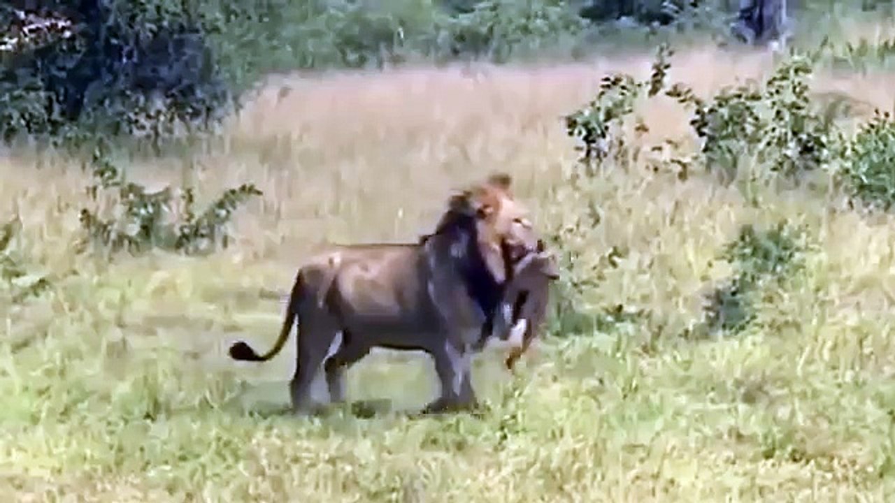 Lions Stalk And Catch Buffalo Cow & Newborn Calf - Animal Attack