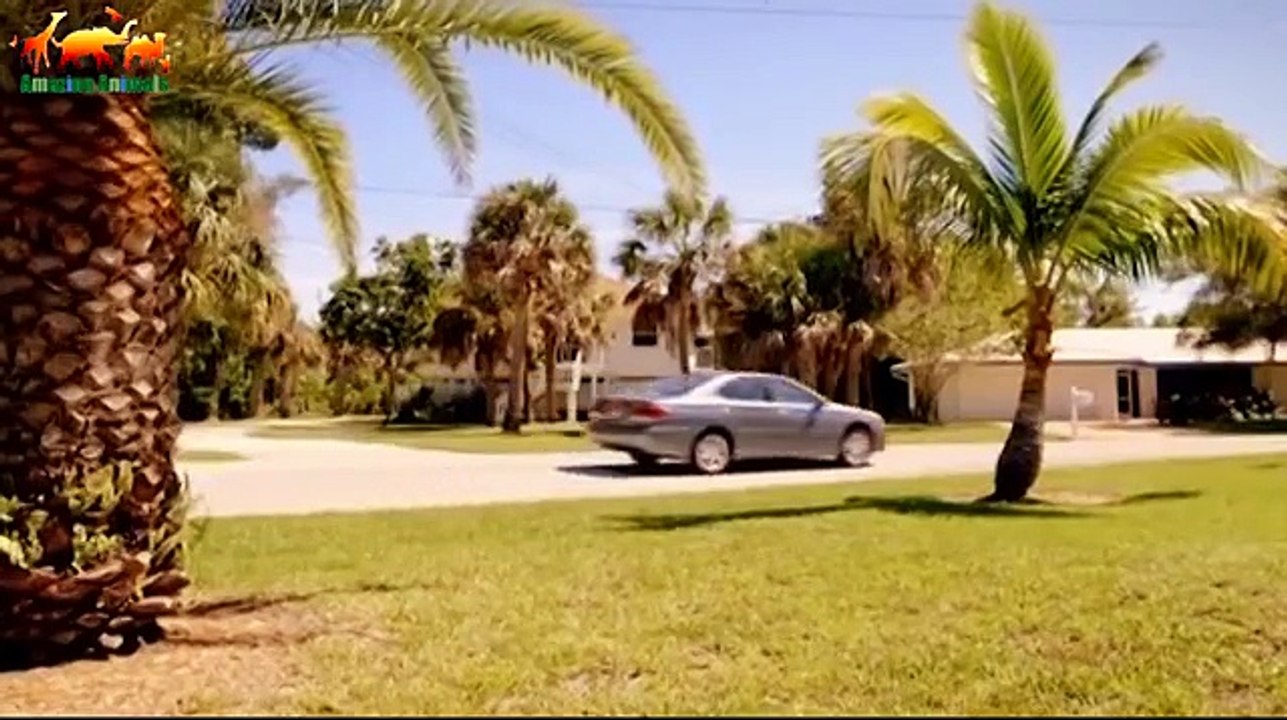 Crocodile attacked the bathers and tore off the hand of a teenager. Crocodile Attack - Documentary