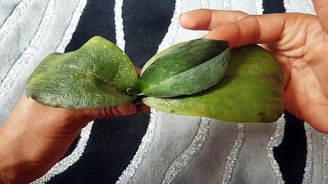 Hiç kökü kalmamış orkide için ne yapılmalı? What can we do if the orchid has no root?