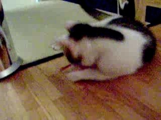 Jeux de chatons