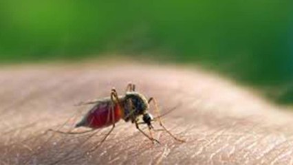 Descargar video: Malaria Home Remedies: मलेरिया के लक्ष्ण, कारण, दूर करने के रामबाण नुस्खे | Precautions | Boldsky