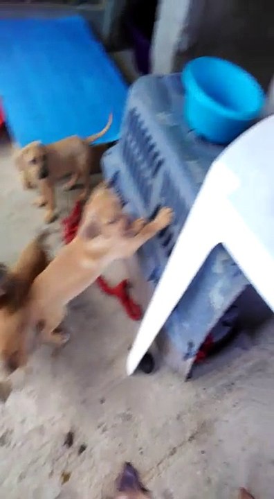 Molly et ses bébés sauvés grâce aux internautes