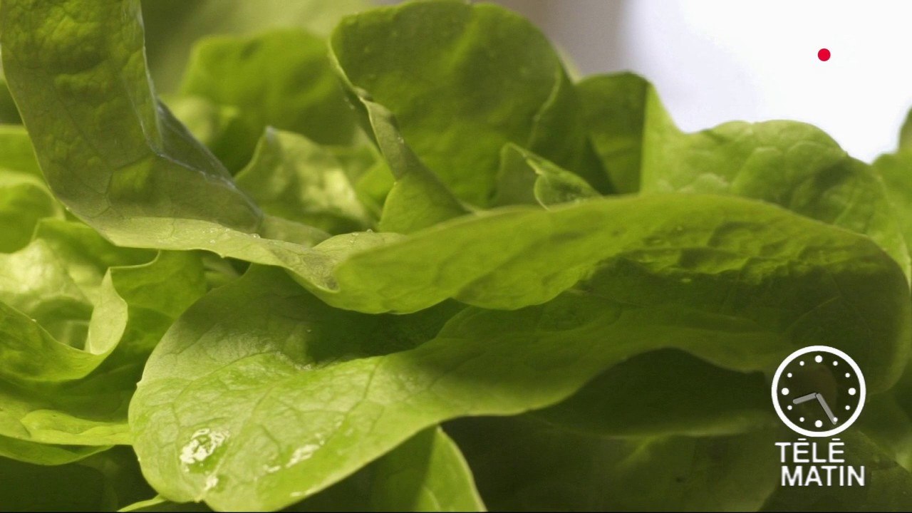 Santé - Les légumes à feuilles vertes pour booster mon cerveau