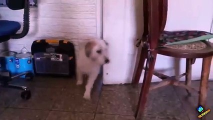 CURLY VS ALEX Y MIMI - Los perros de Fernanfloo y HolasoyGerman