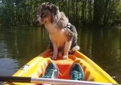 Adorable Dog Falls Asleep While Standing on Kayak