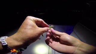 Fishing with LIVE Shrimp at Night