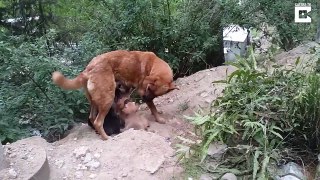 Litter Of Newborn Puppies Reunited With Mum