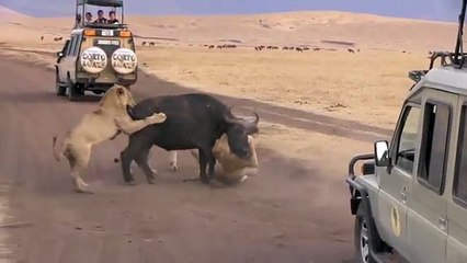 Leones cazan Búfalo y se lo comen vivo