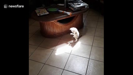 Adorable kitten tries to catch ray of sun