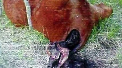5 Реальных Случаев Похищения Людей Инопланетянами, Шокирующие Фото и Видео Факты