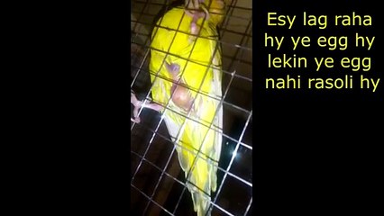 Charbi or Rasoli ma farak ? - Budgies ki charbi ka ilaj
