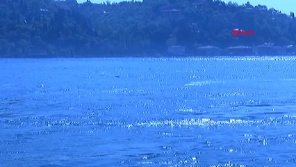 İstanbul Boğazı'nda Yunusların Dansı