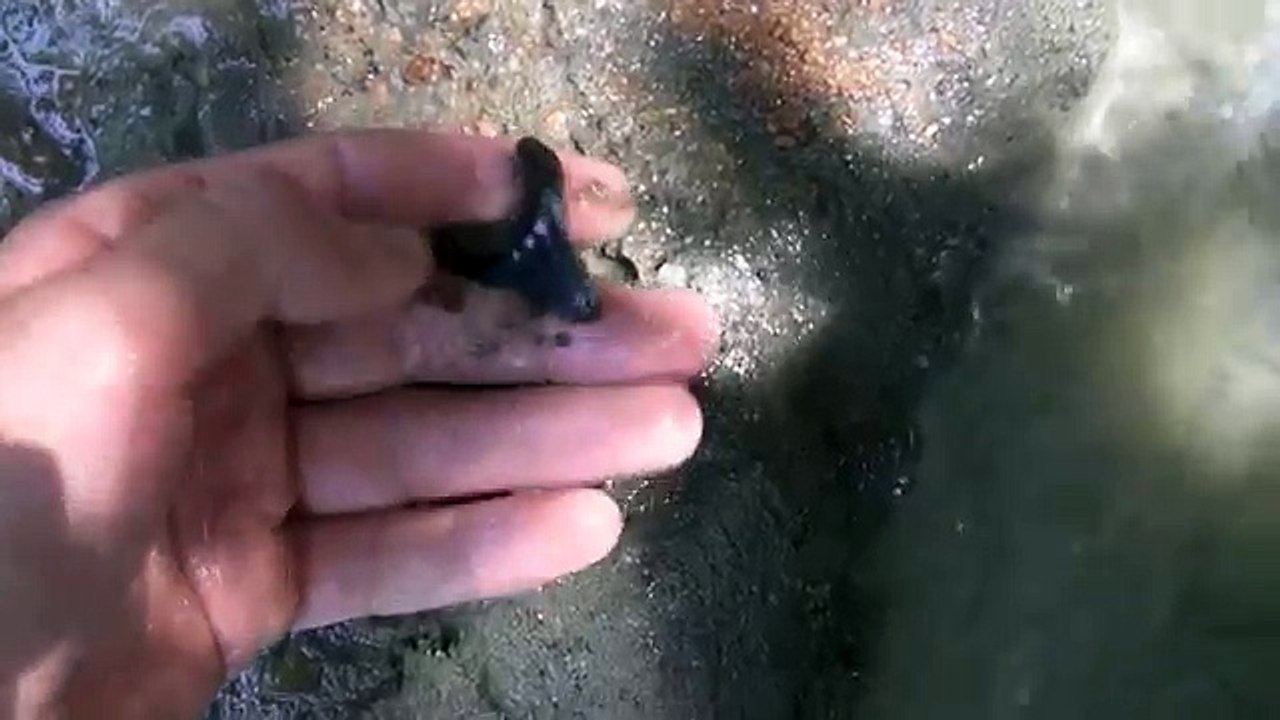Finding Turtles While Fossil Hunting For Shark Teeth Megalodon Great White