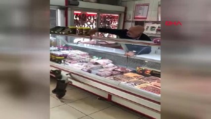 Manisa Kedi Yeşim'in Ünü Dünyaya Yayıldı