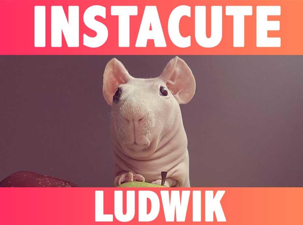 Ludwik : Le plus mignon des cochons d’inde imberbe !